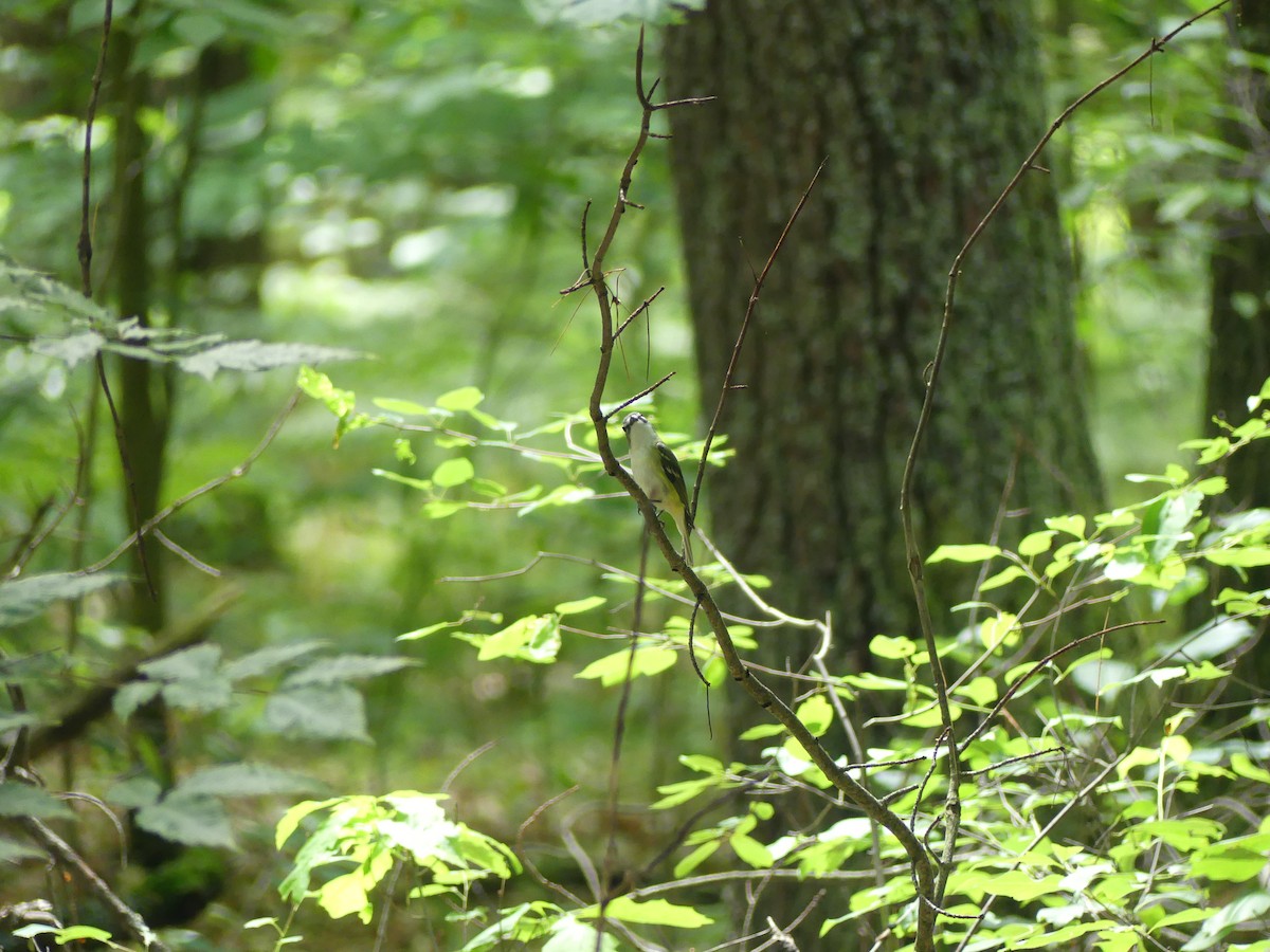 Blue-headed Vireo - ML647330590