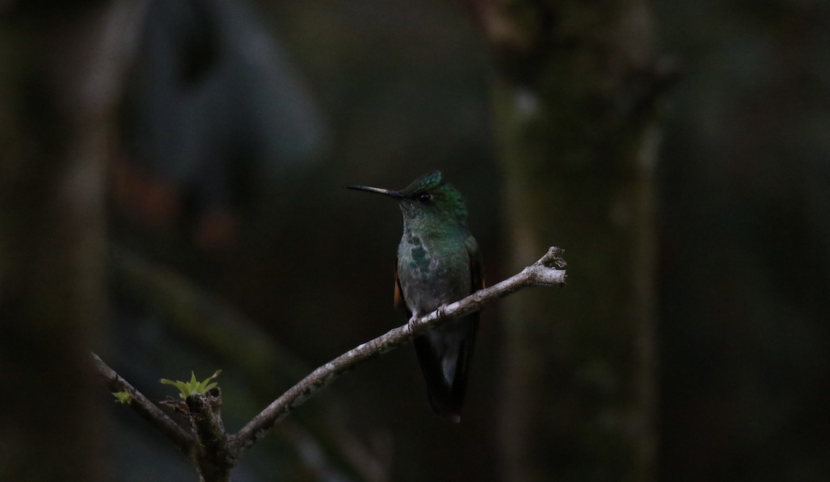 Stripe-tailed Hummingbird - ML647330594