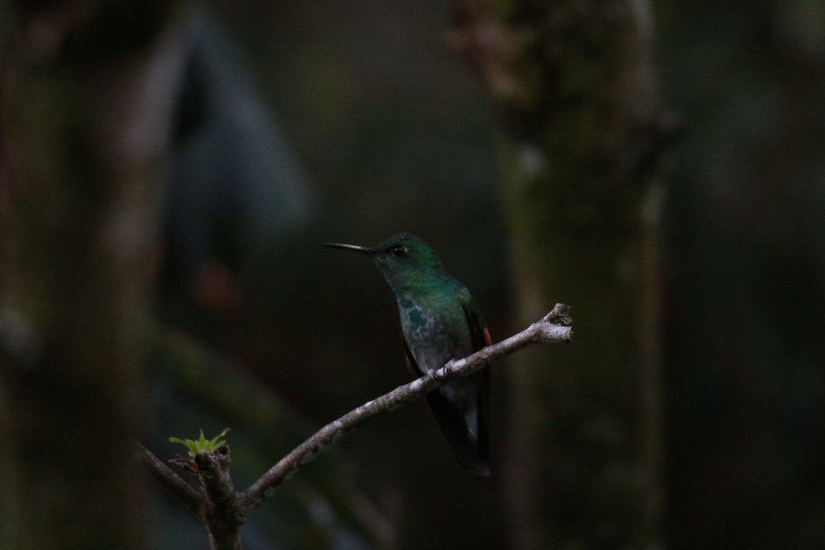 Stripe-tailed Hummingbird - ML647330595
