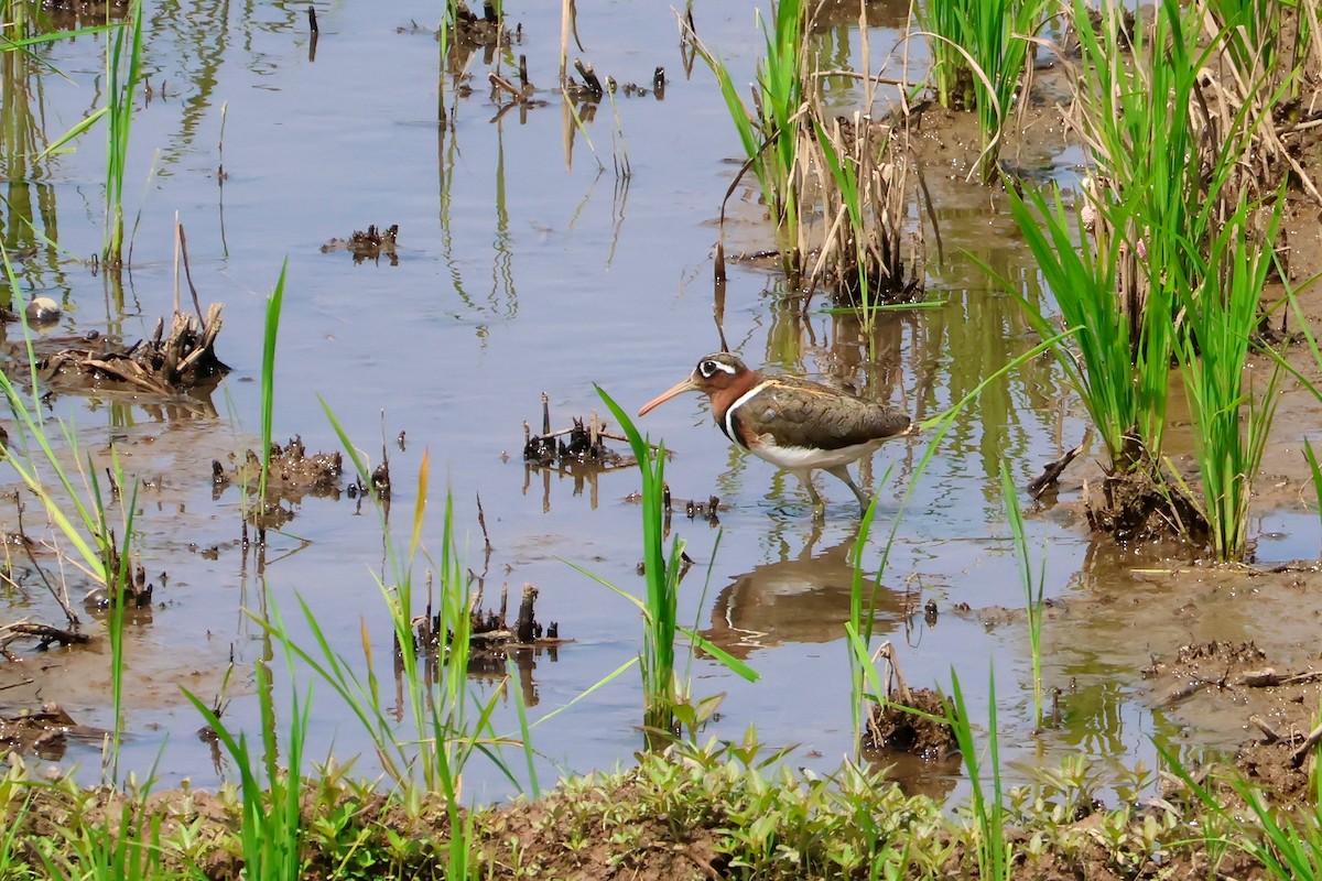 Greater Painted-Snipe - ML647330596