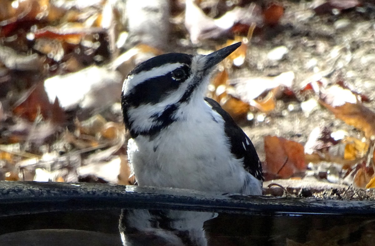 Hairy Woodpecker - ML647330608
