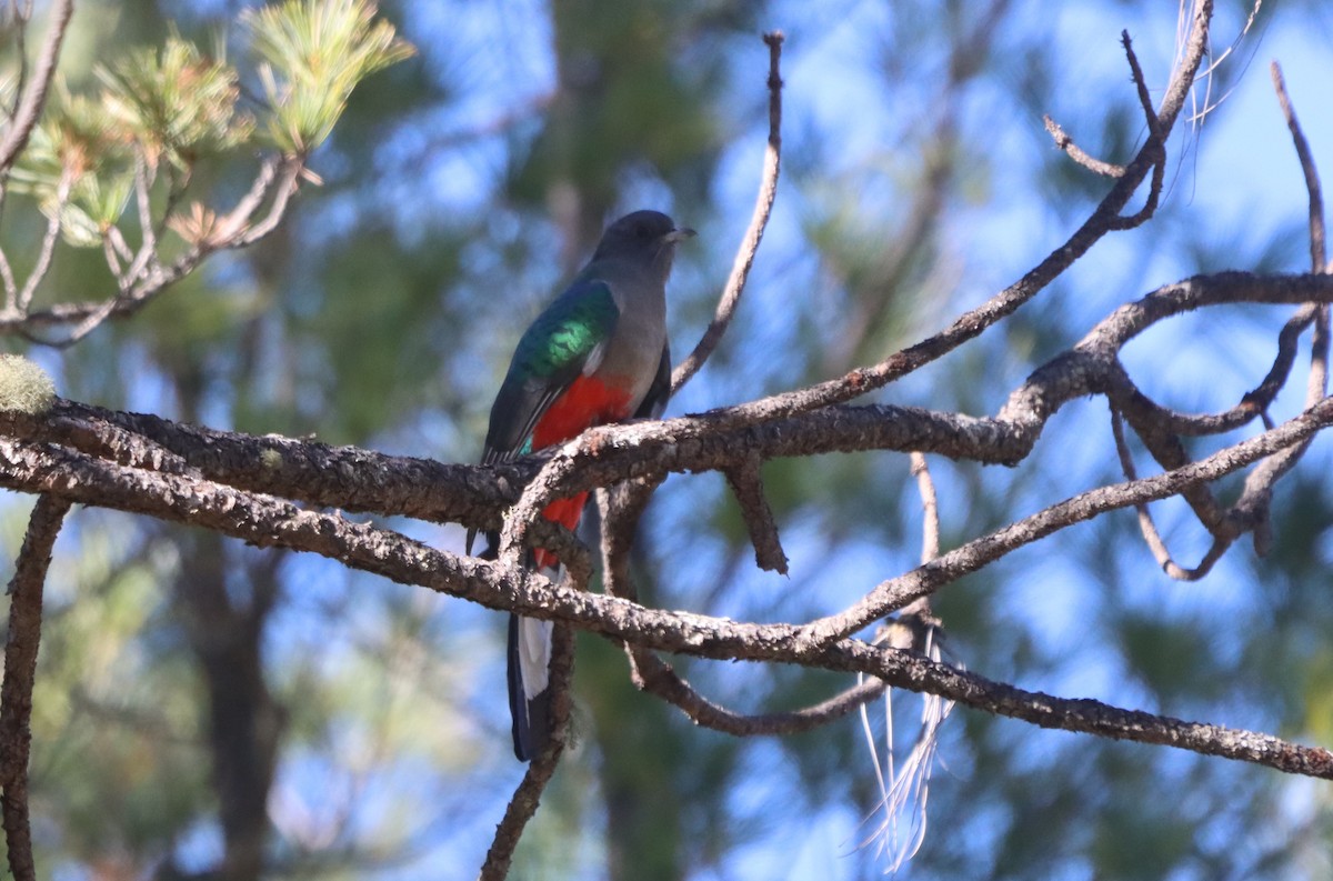 kvesal ušatý - ML647330612