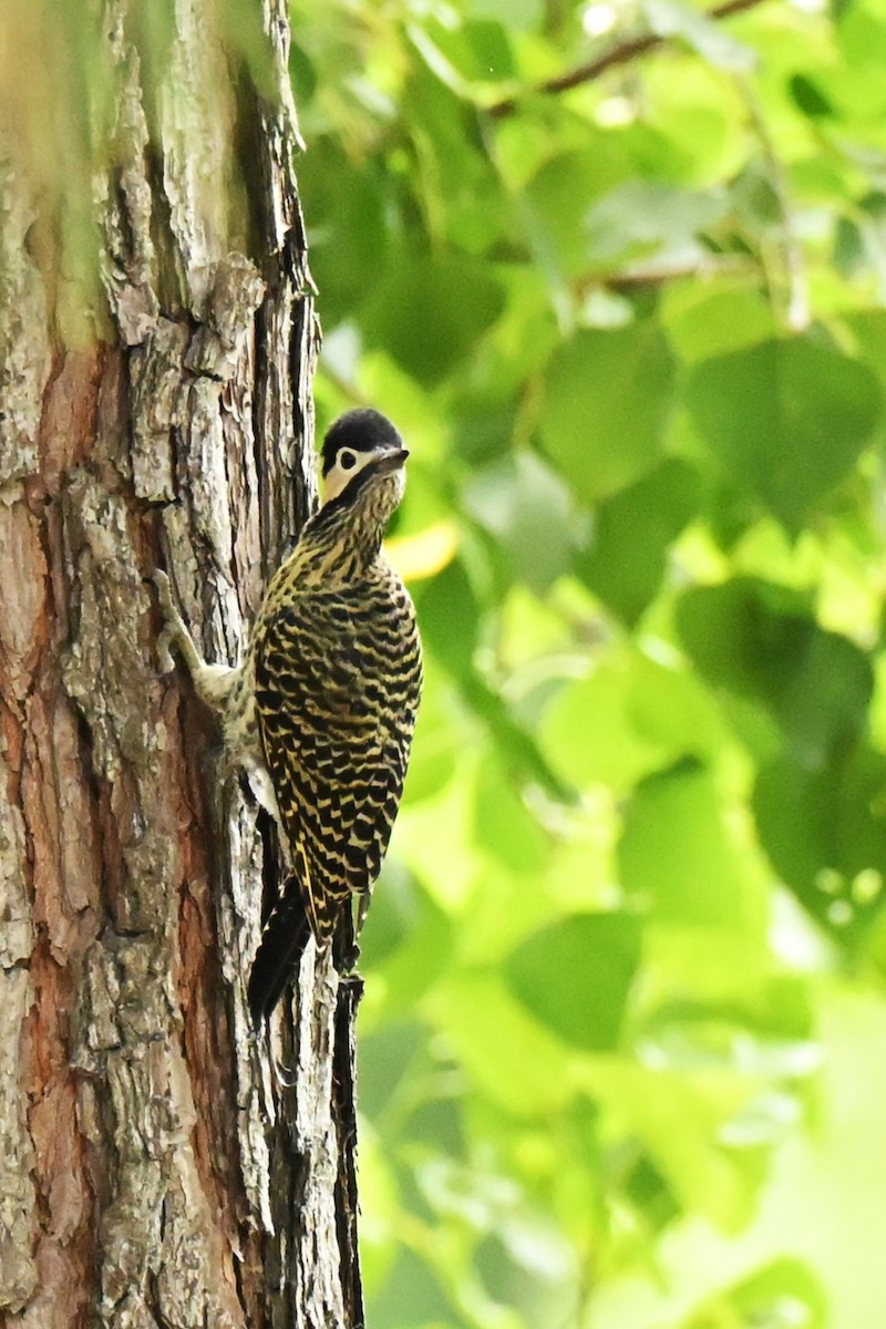 Green-barred Woodpecker - ML647330614