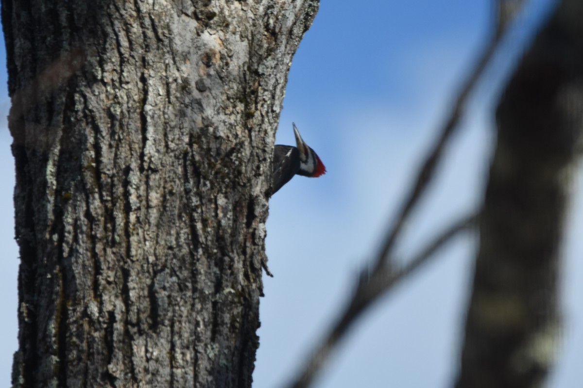 hvitbrynsvartspett - ML647330622