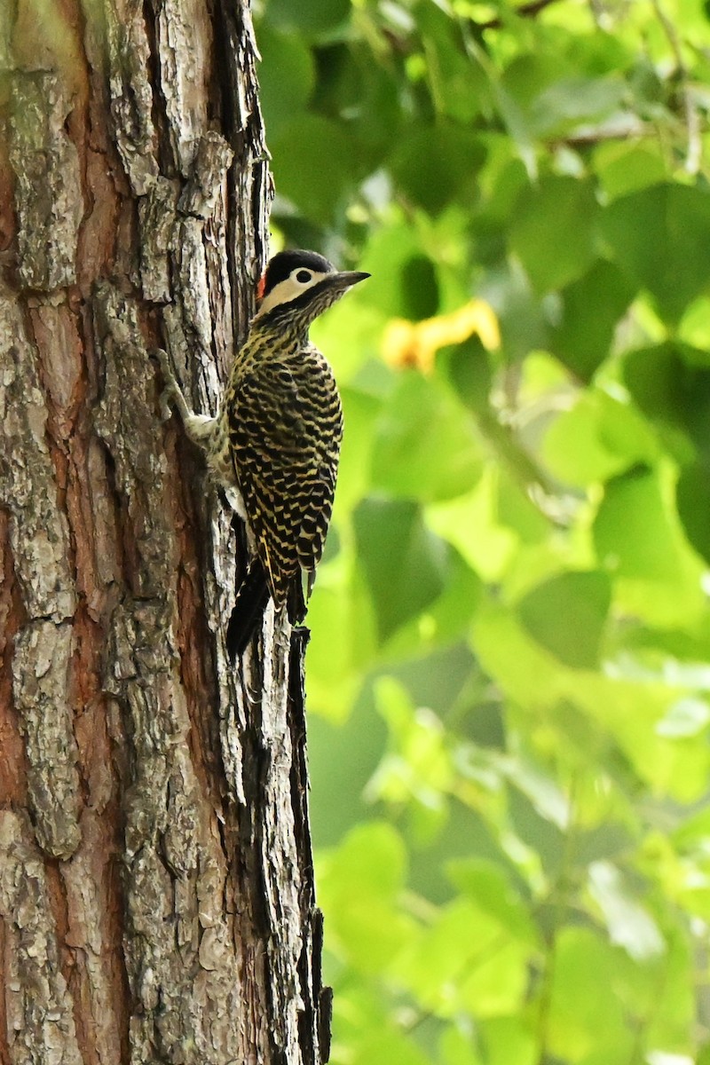 Green-barred Woodpecker - ML647330627