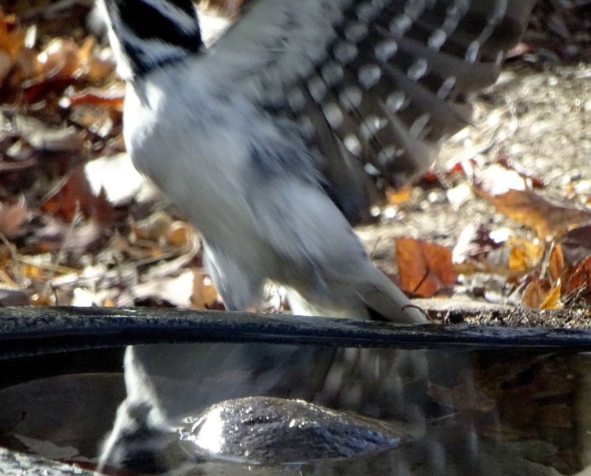 Hairy Woodpecker - ML647330628