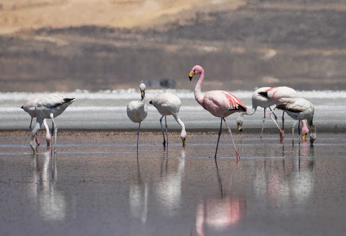 James's Flamingo - ML647330639