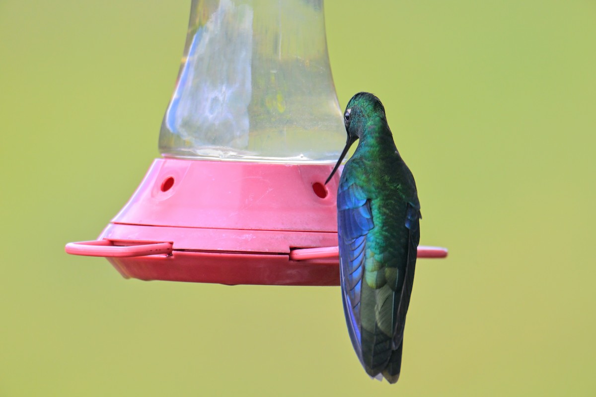 Great Sapphirewing - ML647330643