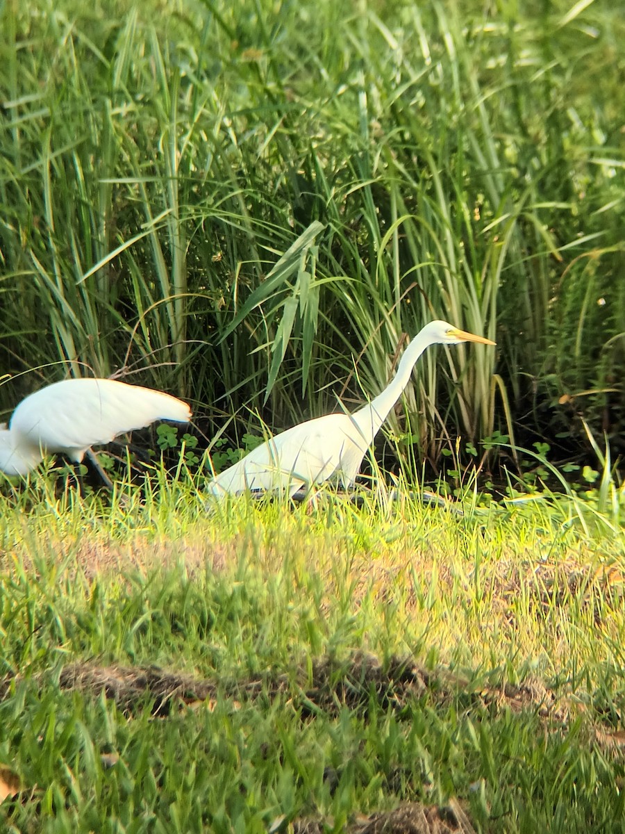 Plumed Egret - ML647330646