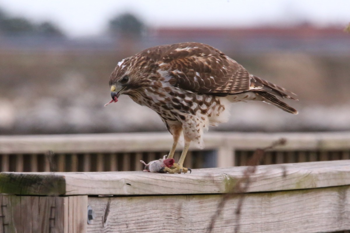 カタアカノスリ - ML647330660