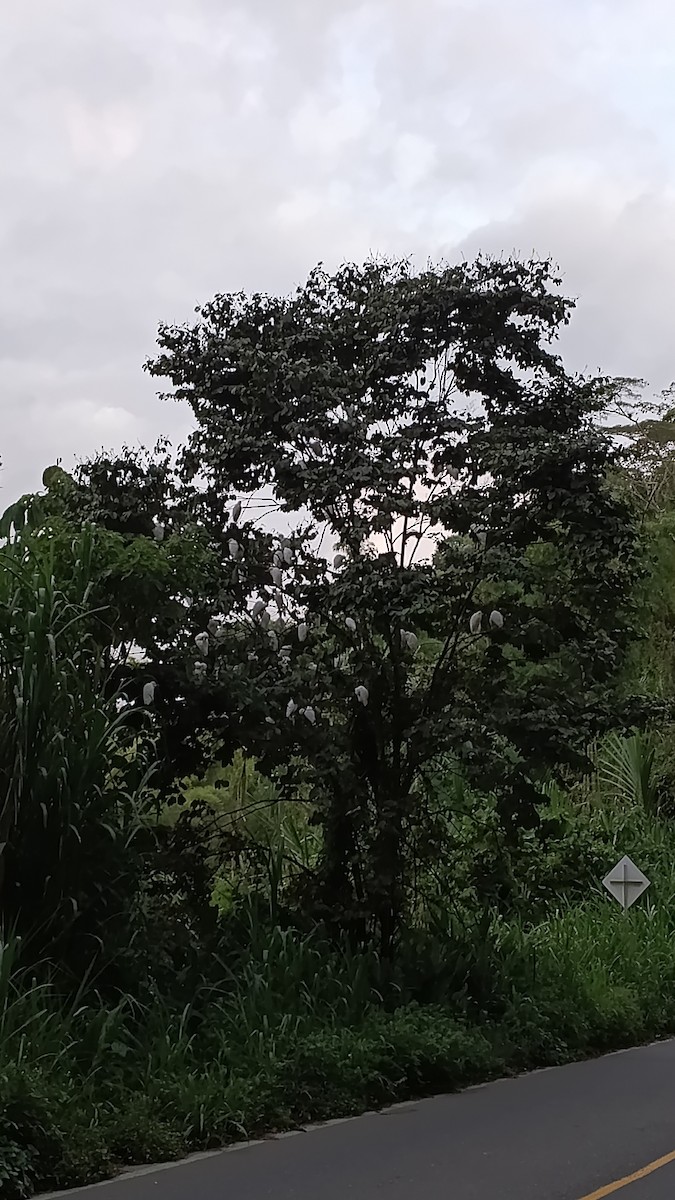 volavka rusohlavá - ML647330661