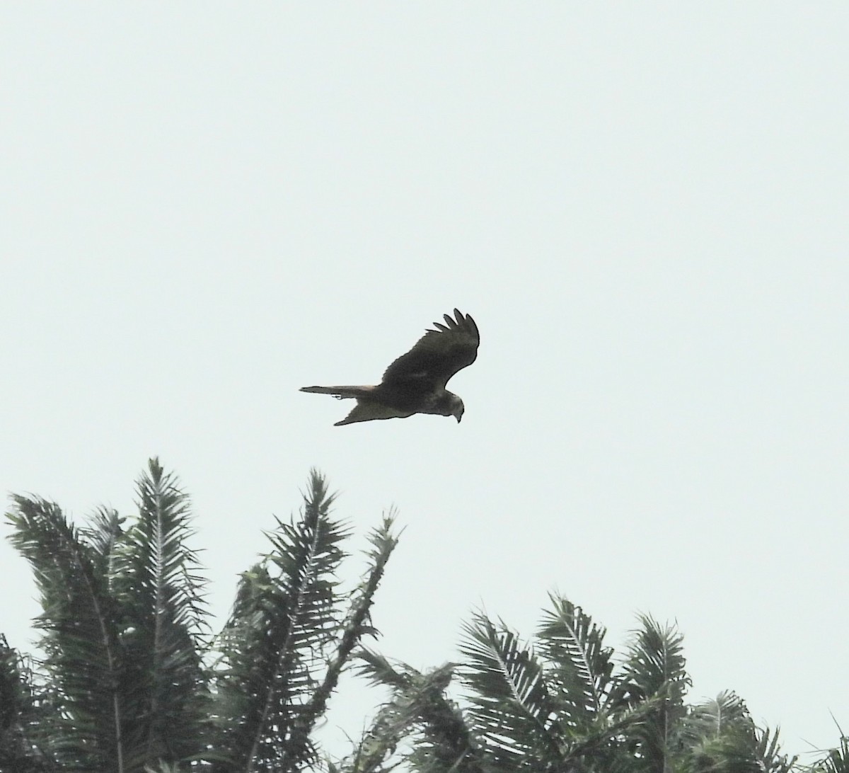 østsivhauk - ML647330665