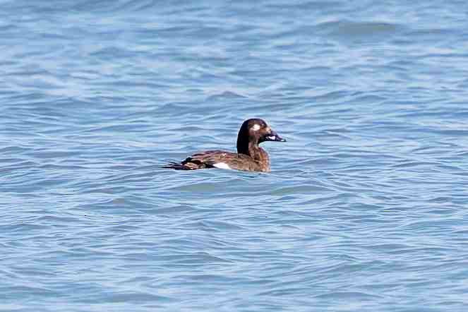 White-winged Scoter - ML647330669