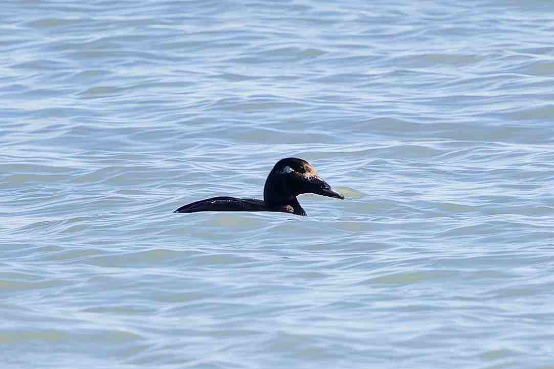White-winged Scoter - ML647330670