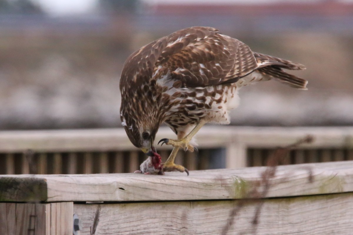 カタアカノスリ - ML647330677