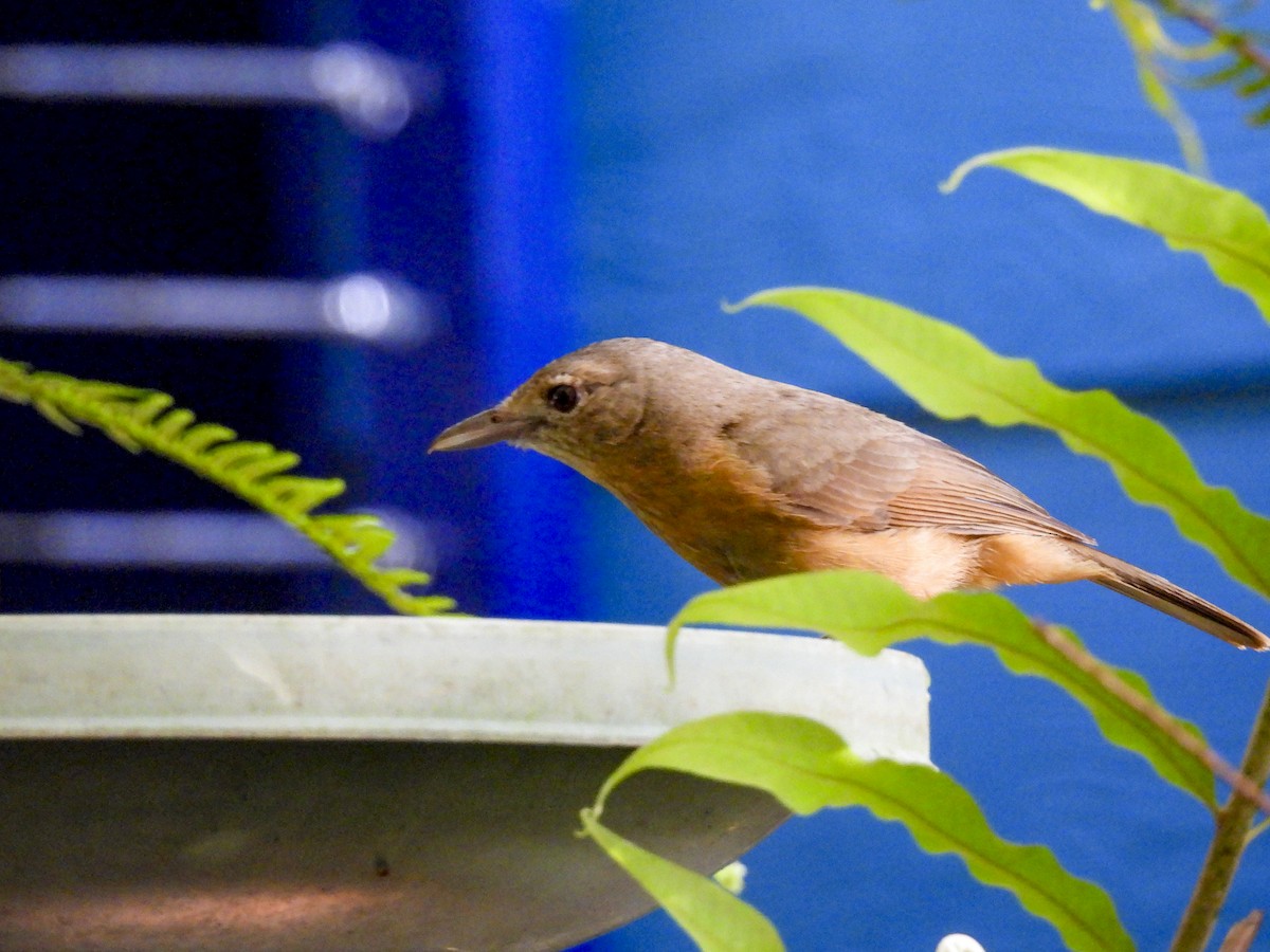 Little Shrikethrush (Rufous) - ML647330692