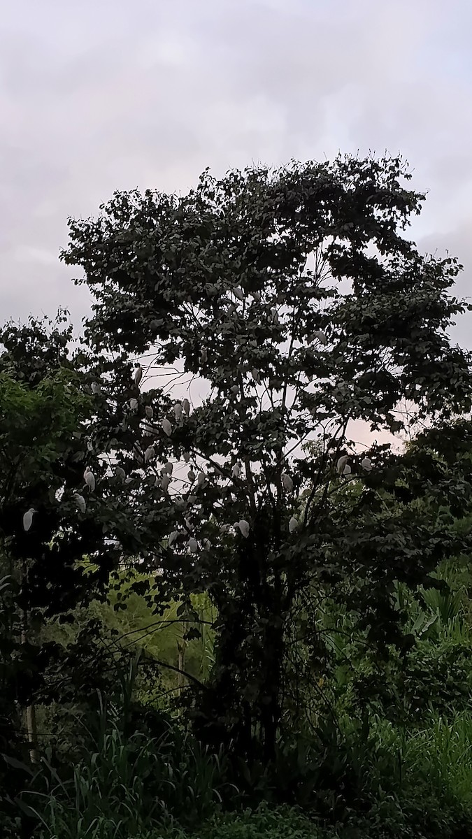 volavka rusohlavá - ML647330702