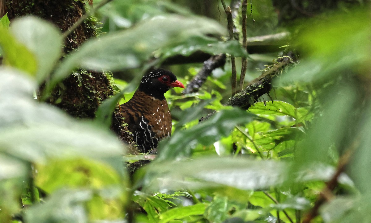 Red-billed Partridge - ML647330704