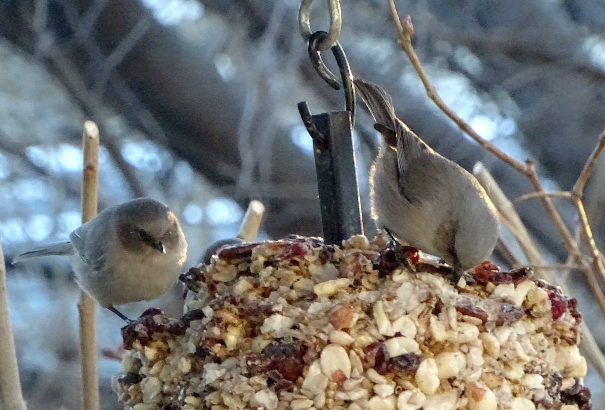 Bushtit - ML647330705