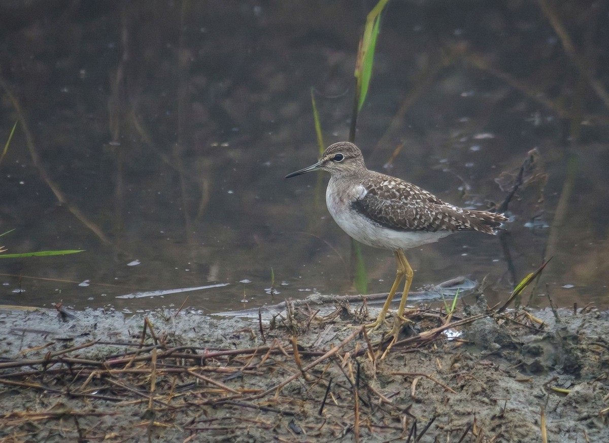 vodouš bahenní - ML647330707