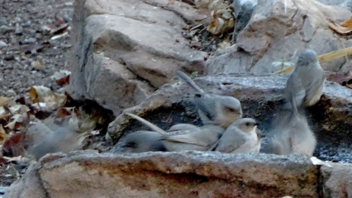 Bushtit - ML647330709