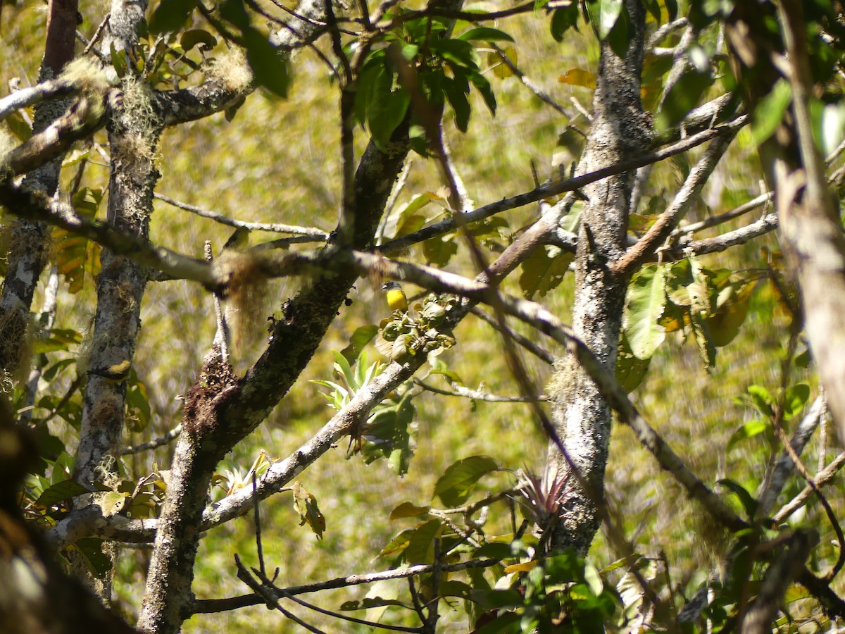 Yellow-bellied Siskin - ML647330710