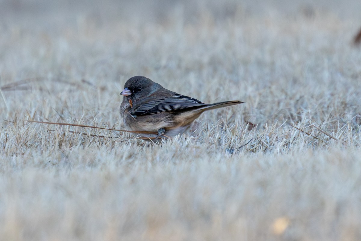Dark-eyed Junco - ML647330714