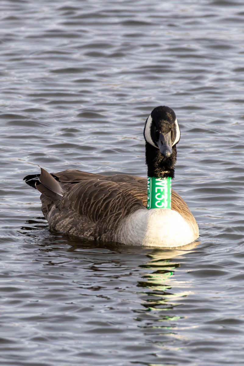 kanadagås - ML647330719