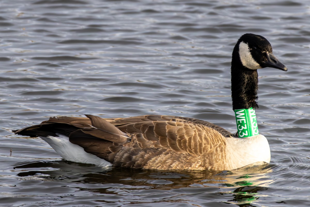 kanadagås - ML647330720