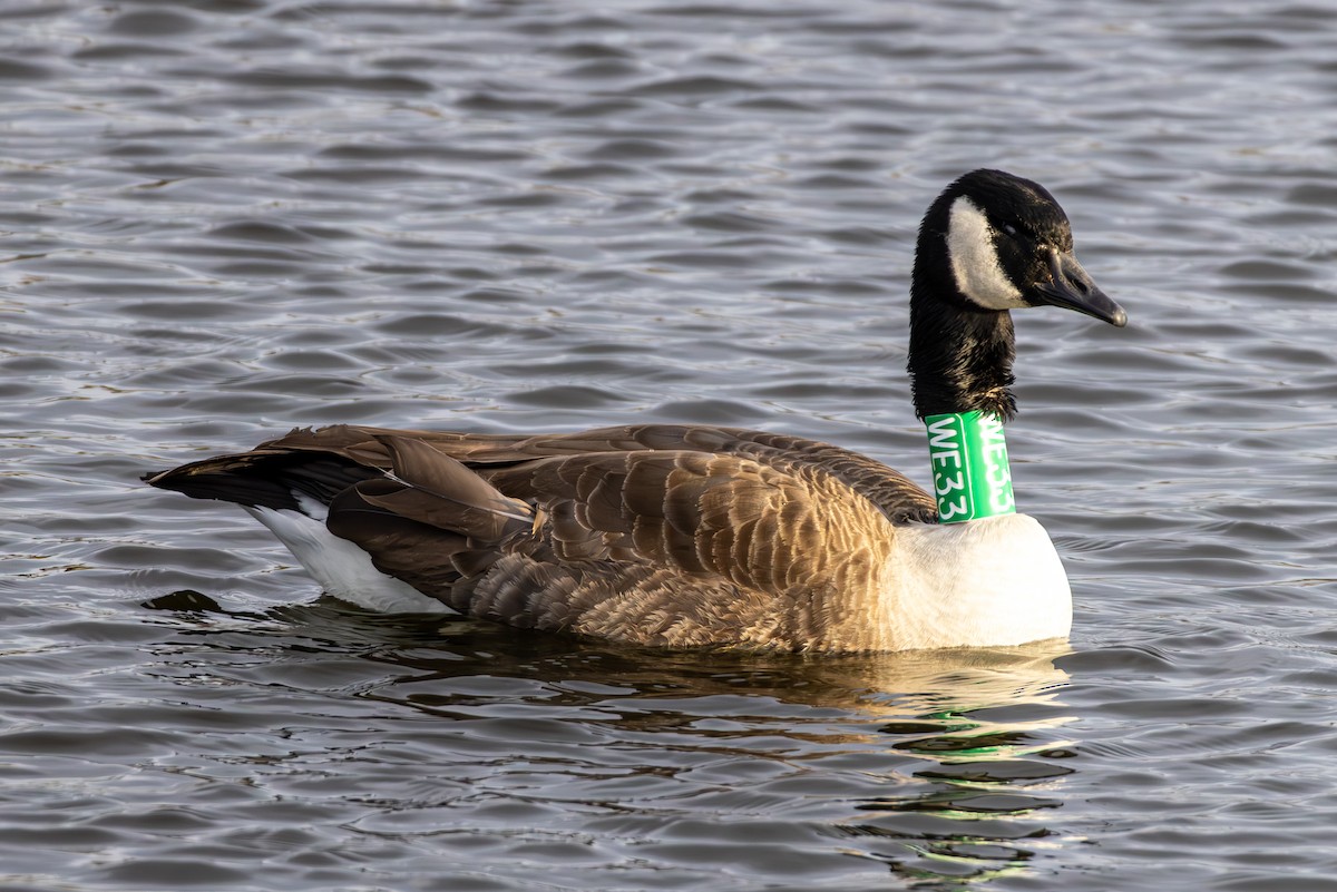 kanadagås - ML647330721