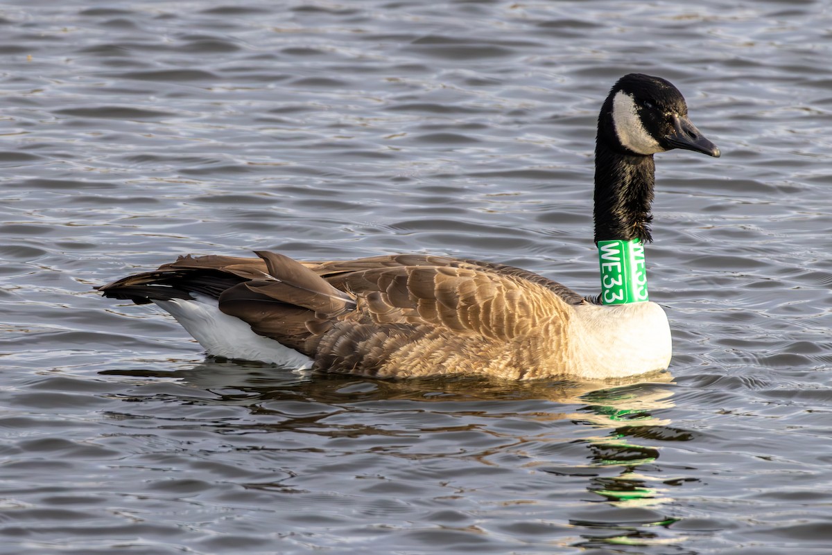 kanadagås - ML647330722