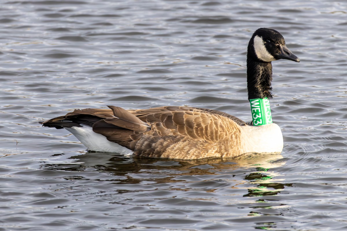 kanadagås - ML647330723