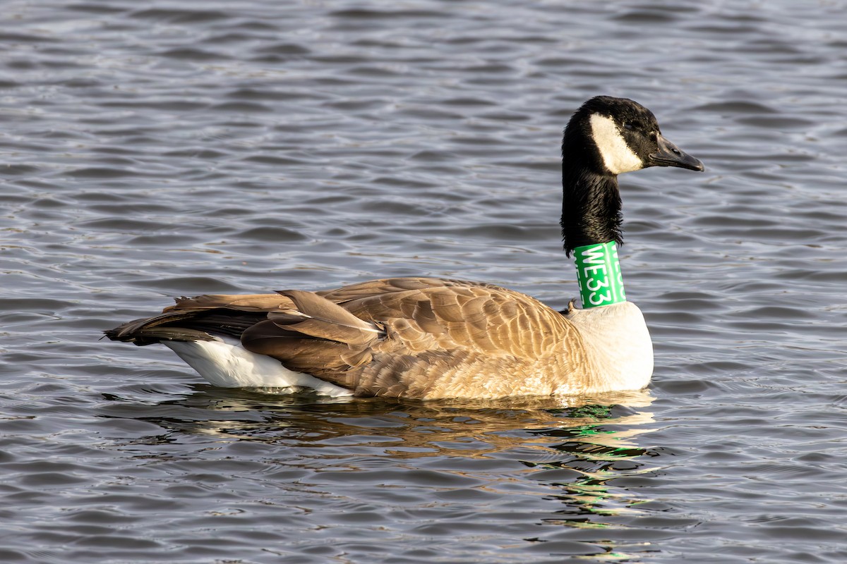 kanadagås - ML647330724