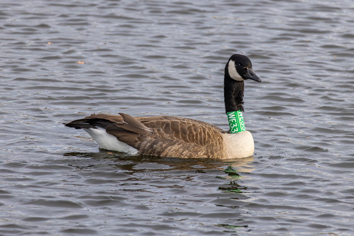 kanadagås - ML647330727