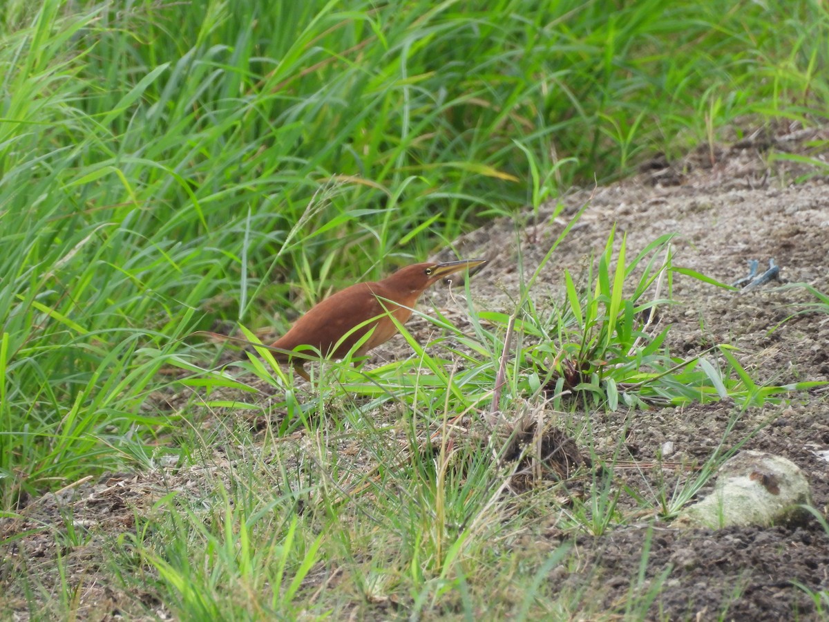 Cinnamon Bittern - ML647330729