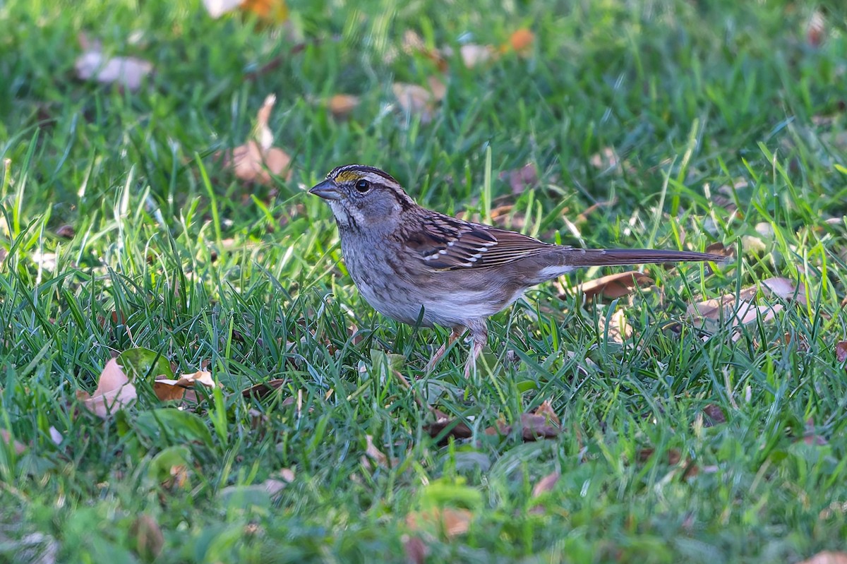 White-throated Sparrow - ML647330739