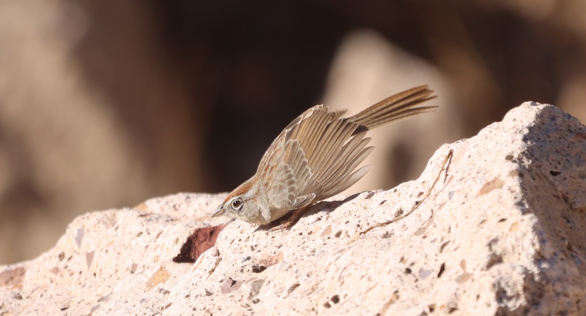 Rufous-crowned Sparrow - ML647330740