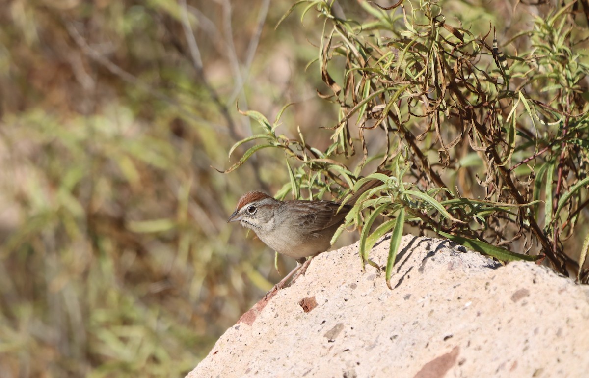 Rufous-crowned Sparrow - ML647330741