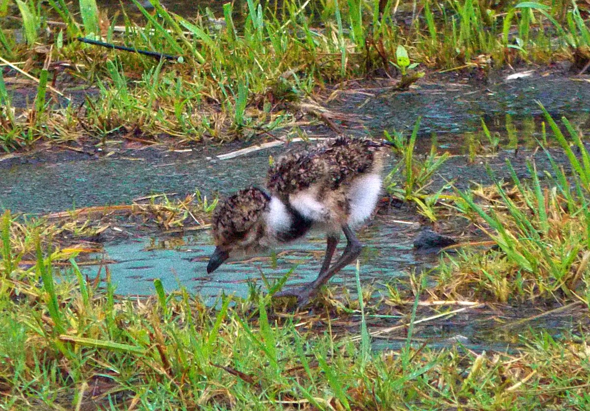 Bronzekiebitz - ML647330748