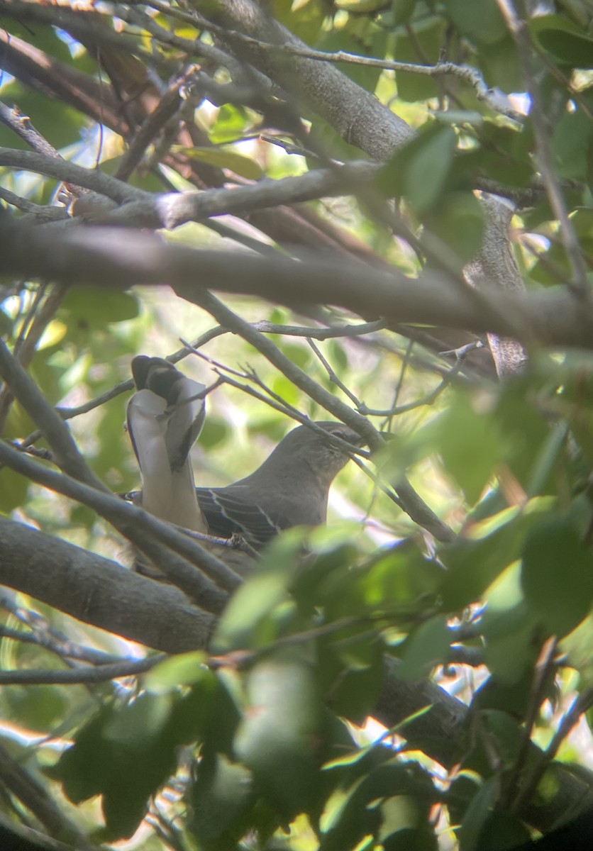 Northern Mockingbird - ML647330757