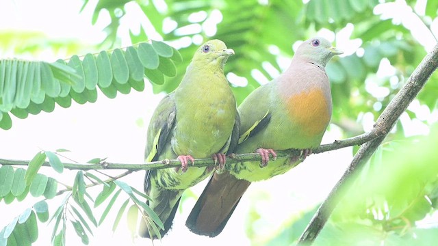 Pink-necked Green-Pigeon - ML647330759