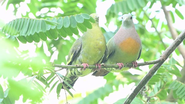 Pink-necked Green-Pigeon - ML647330760