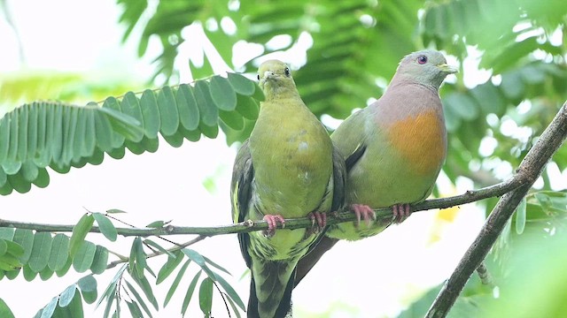 Pink-necked Green-Pigeon - ML647330762