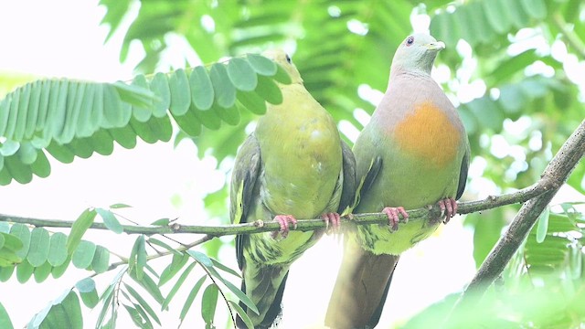 Pink-necked Green-Pigeon - ML647330764