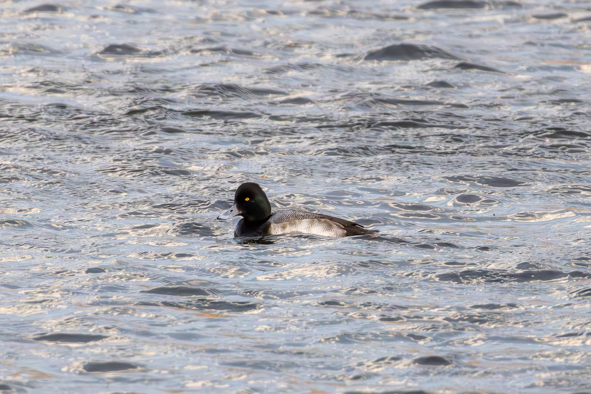 コスズガモ - ML647330782