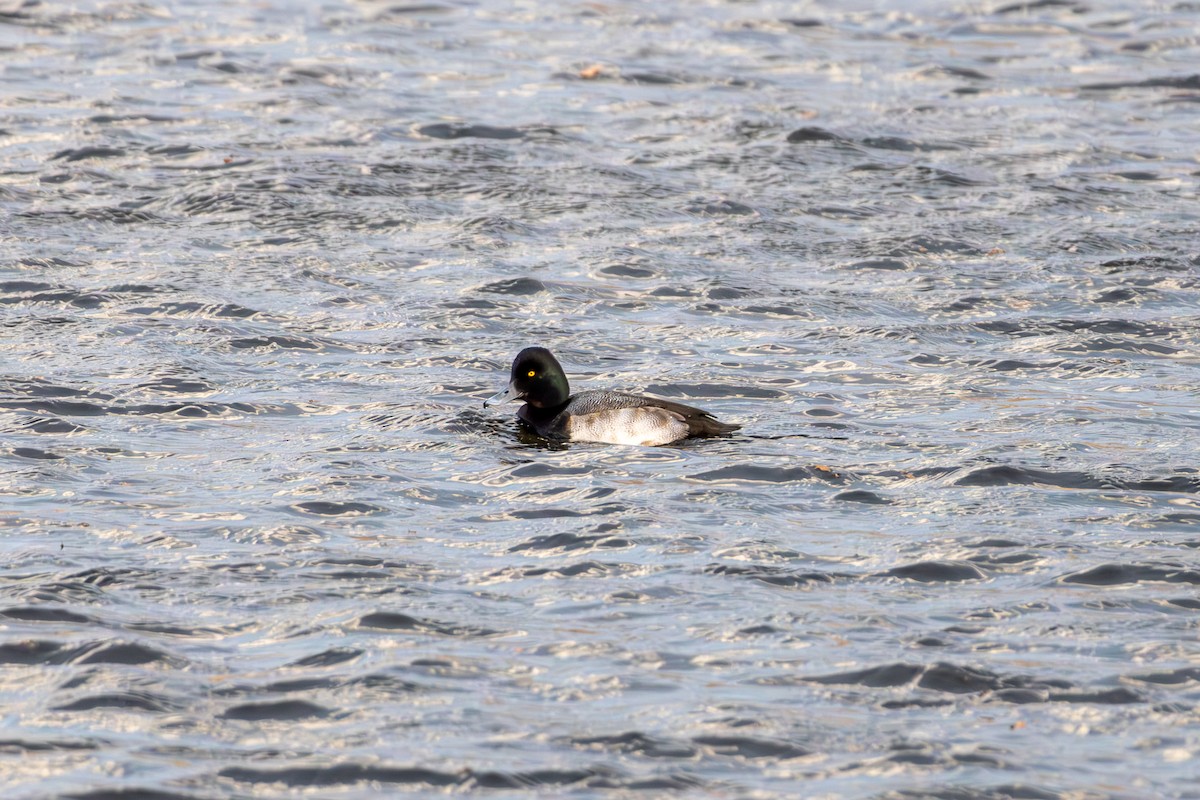 コスズガモ - ML647330784