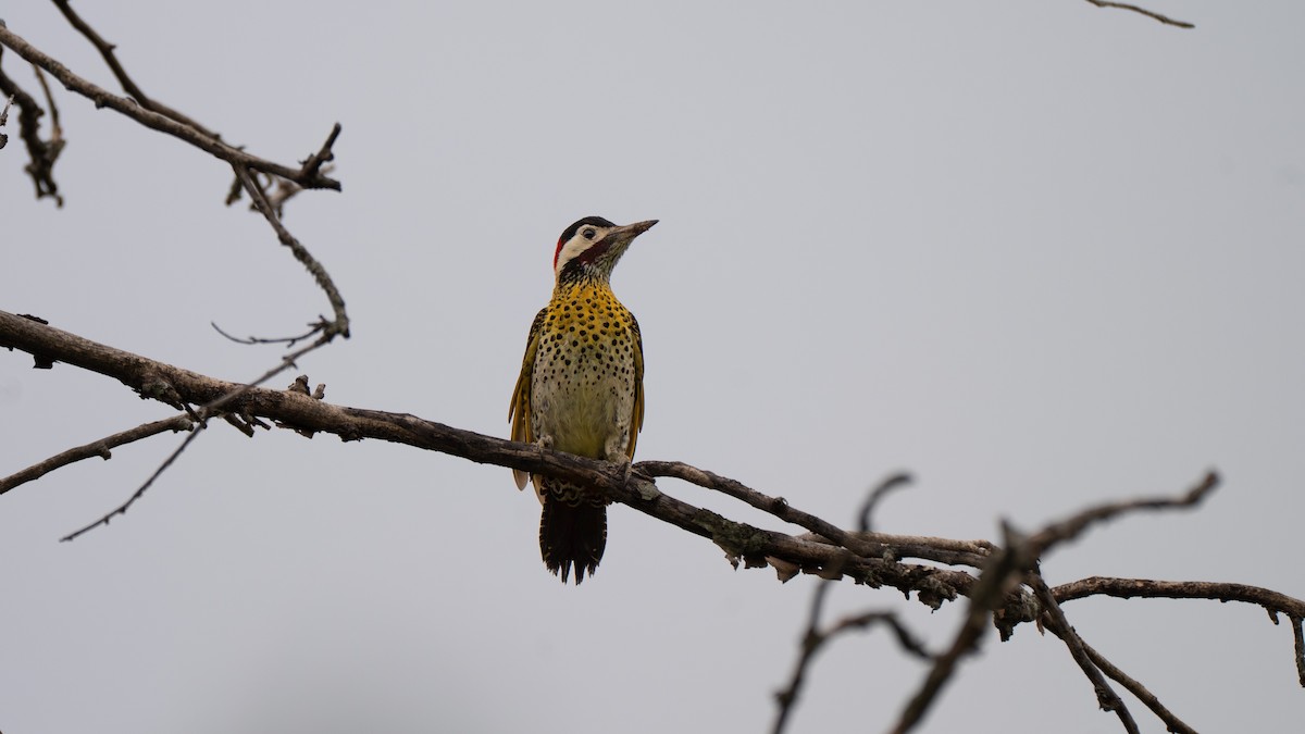 Green-barred Woodpecker - ML647330788