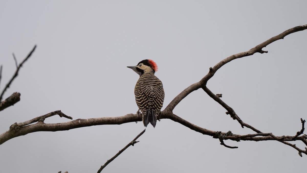 Green-barred Woodpecker - ML647330791