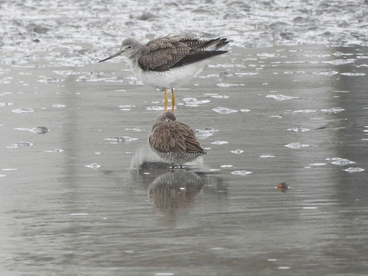 Greater Yellowlegs - ML647330794