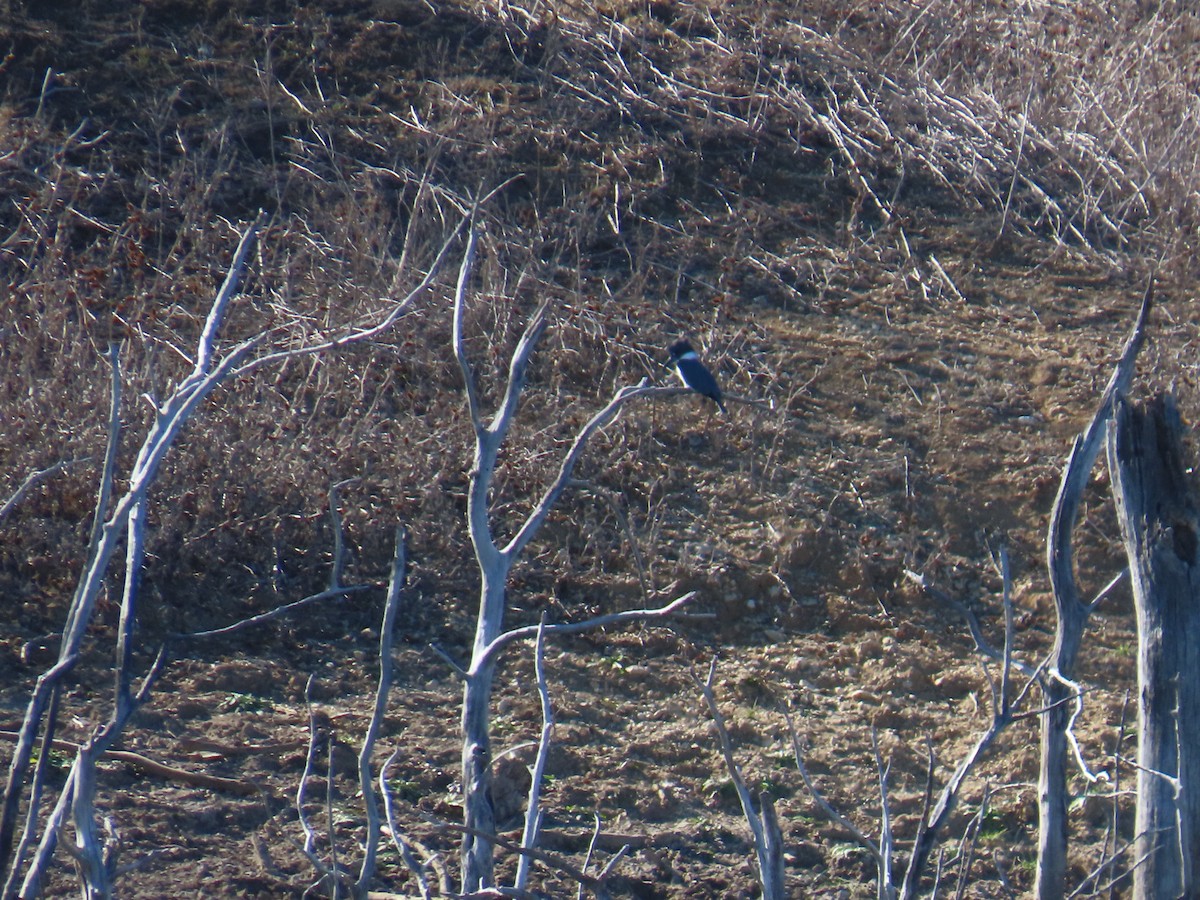 שלדג אמריקני - ML647330796